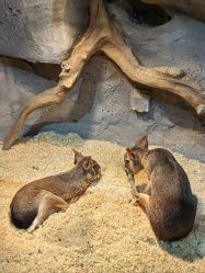 -Zoolung Zoolung动物主题公园(海信广场店)