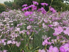 -玄武湖景区-情侣园游乐场