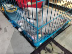 -Meowの猫咖(万家丽店)