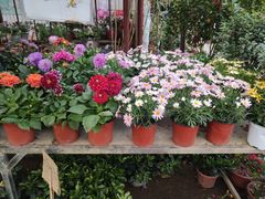 -桂林市花鸟市场