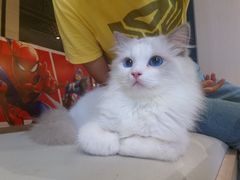 -瞄一喵猫咖(格力海岸店)