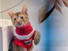 -lincat·猫舍(广州店)