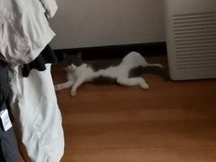 -纳吉亚猫专科动物医院博雅分院