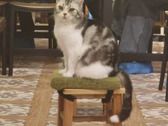 -猫猫幼稚园·撸猫·桌游·电玩