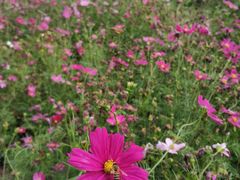 -海心沙亚运公园