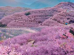 -鼓岭旅游度假区