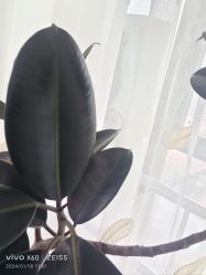 -HEYAN荷妍专业脱毛连锁机构
