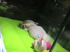 -宠物世家(仲盛世界商城店)