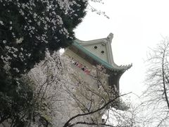-武汉大学-樱园