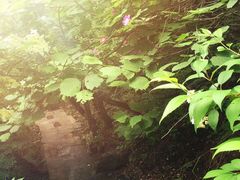 -野三坡百草畔景区