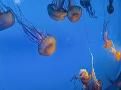 -太平洋海底世界