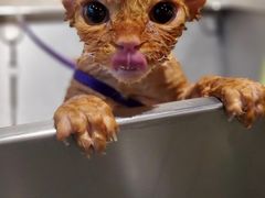 -PETKIT 小佩宠物·低压洗护·美容·寄养(安远店)