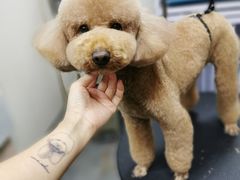 -小尾巴宠物店(万科·金域华庭店)