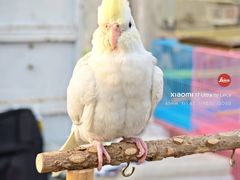 -中环花鸟鱼虫市场