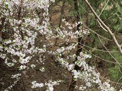 -香山公园