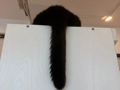 -有喵·猫咖·狗咖·30几只猫10只小狗(岗厦店)