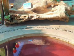 -华侨城阳宗海海景温泉