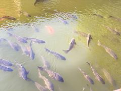 -参仙谷生态旅游度假区