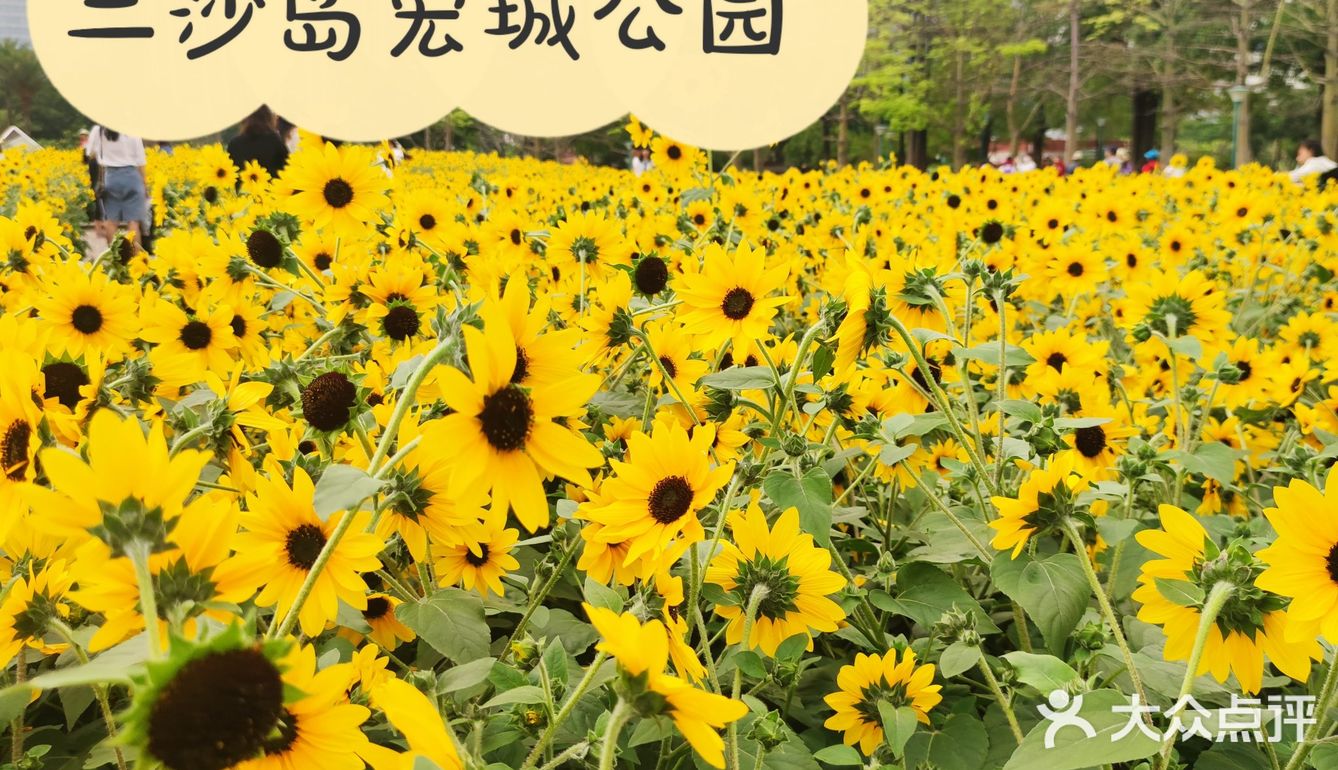周末绝美出游地～🌻