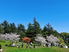 -上海共青森林公园