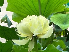 -莲花池公园