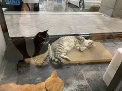 -半岛宠物医院24小时(科华中路店)