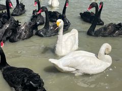 -新疆天山野生动物园