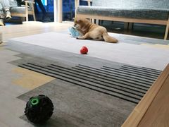 -南京Hallo宠物乐园·哈罗犬舍·柴犬繁育基地