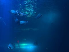 -太平洋海底世界