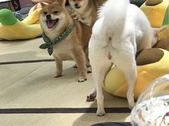 -逗柴咖啡屋·狗咖猫咖宠物桌游