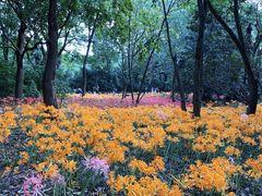 -杭州植物园