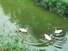 -北京麋鹿生态实验中心