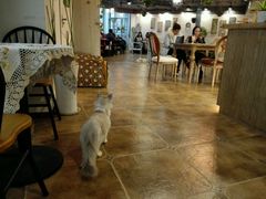 大堂-共舞时光猫咖·狗咖(新街口店)