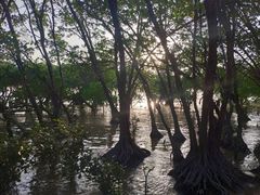 -宝安西湾红树林湿地公园