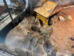 -Zoolung Zoolung动物主题公园(海信广场店)