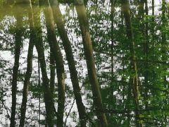 -桤木河湿地公园