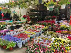 -桂林市花鸟市场