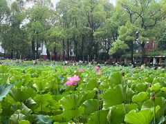 -四川大学(望江校区)