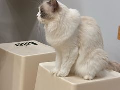 -有喵·猫咖·狗咖·30几只猫10只小狗(岗厦店)