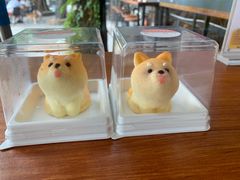 -柴犬高等学院·狗咖·柴犬售卖·宠物训练