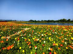 -径山花海