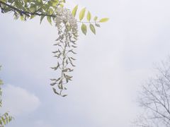 -嘉定紫藤园