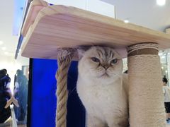 -喵园·猫主题咖啡厅·撸猫·猫咖(国贸店)