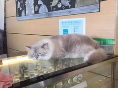 -瞄一喵猫咖(格力海岸店)