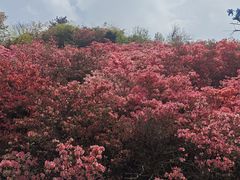 -木兰云雾山