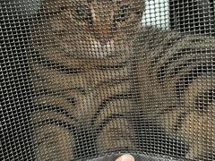 -中农大我爱我爱动物医院·核磁CT·猫病·24小时夜诊中心(石佛营店)