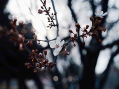 -石家庄市植物园