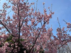 -顾村公园