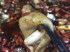 来凤鱼-东吴霸王兔(松青路店)