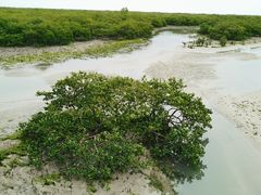 -北海金海湾红树林生态旅游区